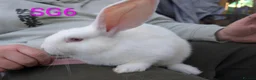 Continental Giant rabbits for sale: Beautiful continental giants  - Advert 5