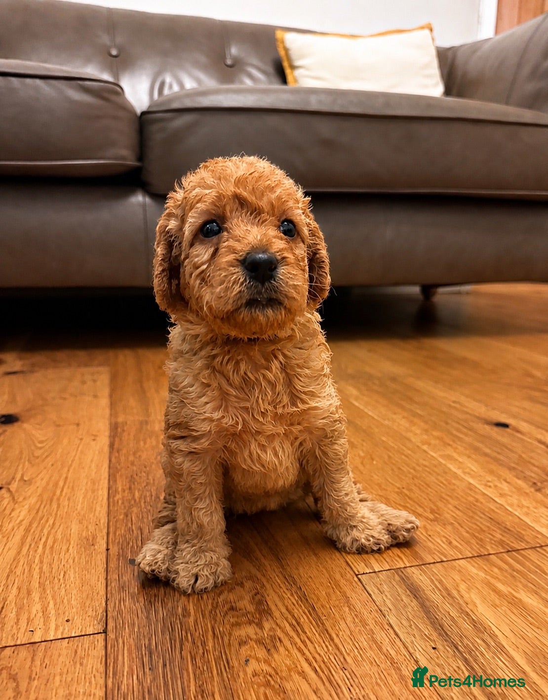 Labradoodle dogs ❤️ Beautiful Red F1b Labradoodle Puppies ❤️ - Advert 1