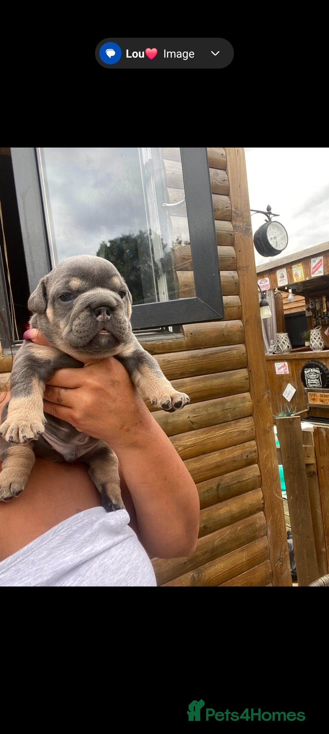 English Bulldog dogs for sale: KC REGISTERED ENGLISH BULLDOGS  - Image 33