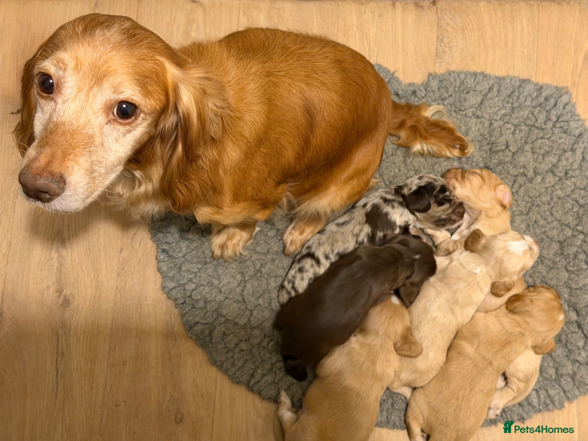 Cocker Spaniel dogs 🤎 Raised with knowledge. Raised with love - Advert 2