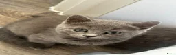 British Shorthair cats for sale: British Shorthair Kittens  - Advert 3