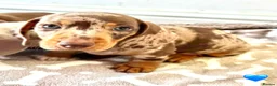 Miniature Dachshund dogs for sale: Miniature Dachshund Boys For Sale  in Blaenau Ffestiniog - Advert 12