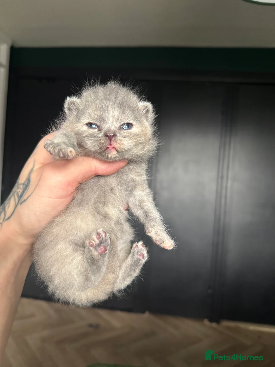 British Shorthair cats for sale: Tica reg BSH kittens  - Advert 17