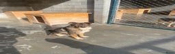 Mixed Breed dogs for adoption: Toshko, approx 10 yrs. Available for adoption. - Advert 4