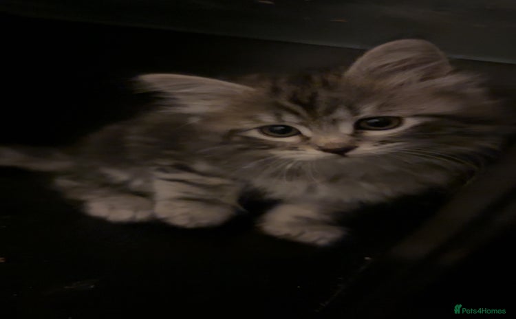 Mixed Breed cats - Advert 15