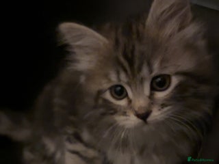 Mixed Breed cats - Advert 14