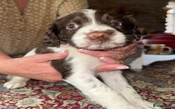 English Springer Spaniel dogs for sale: KC Springer Spaniel puppies 3 x girls available  in Hereford - Image 13