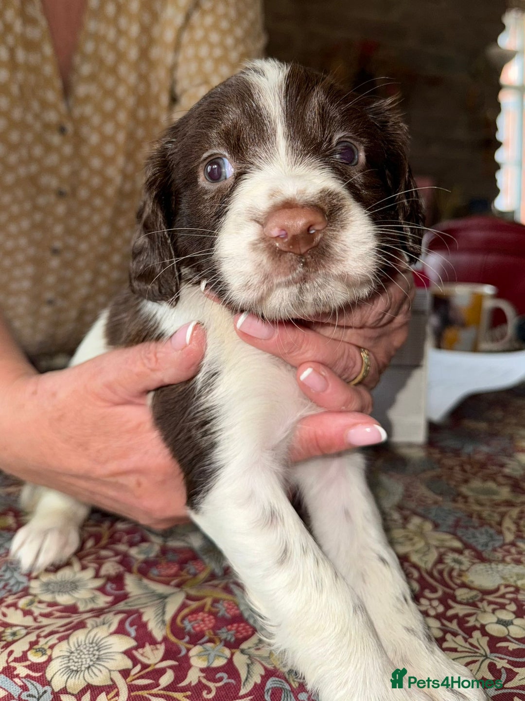English Springer Spaniel dogs for sale: KC Springer Spaniel puppies 3 x girls available  in Hereford - Image 13