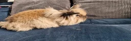 Lionhead rabbits for sale: Lion head  rabbits  - Advert 2