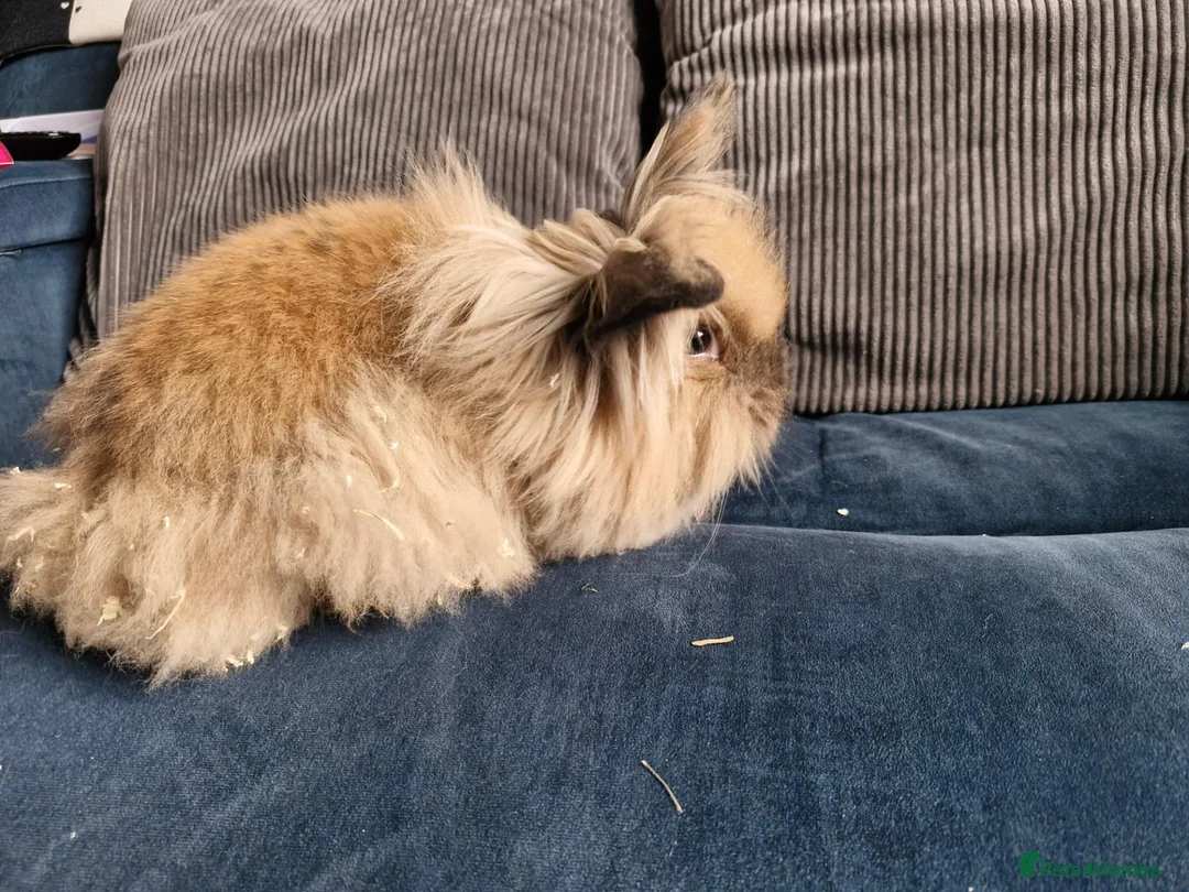 Lionhead rabbits for sale: Lion head  rabbits  - Advert 2