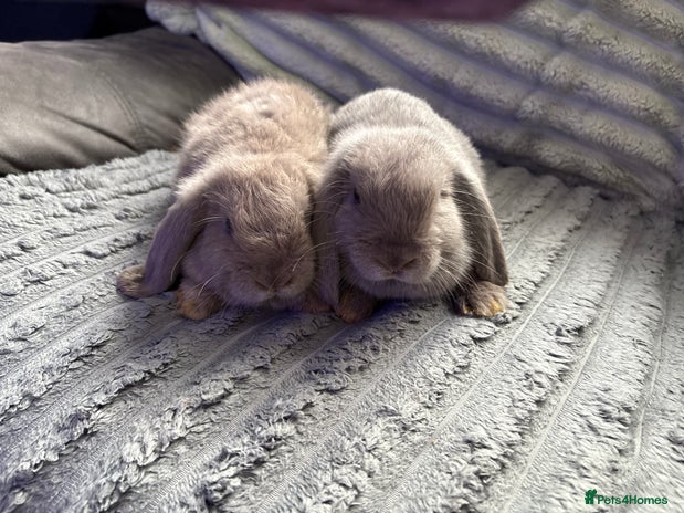Mini Lop rabbits - Advert 8