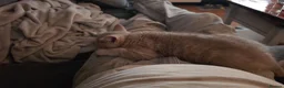 British Shorthair cats for sale: British shorthair cinnamon fawn male 4 mth in Manchester - Advert 10