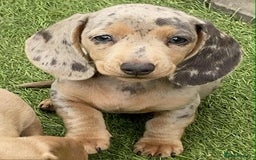 Dachshund dogs for sale: Miniature Dachshund  - Image 3