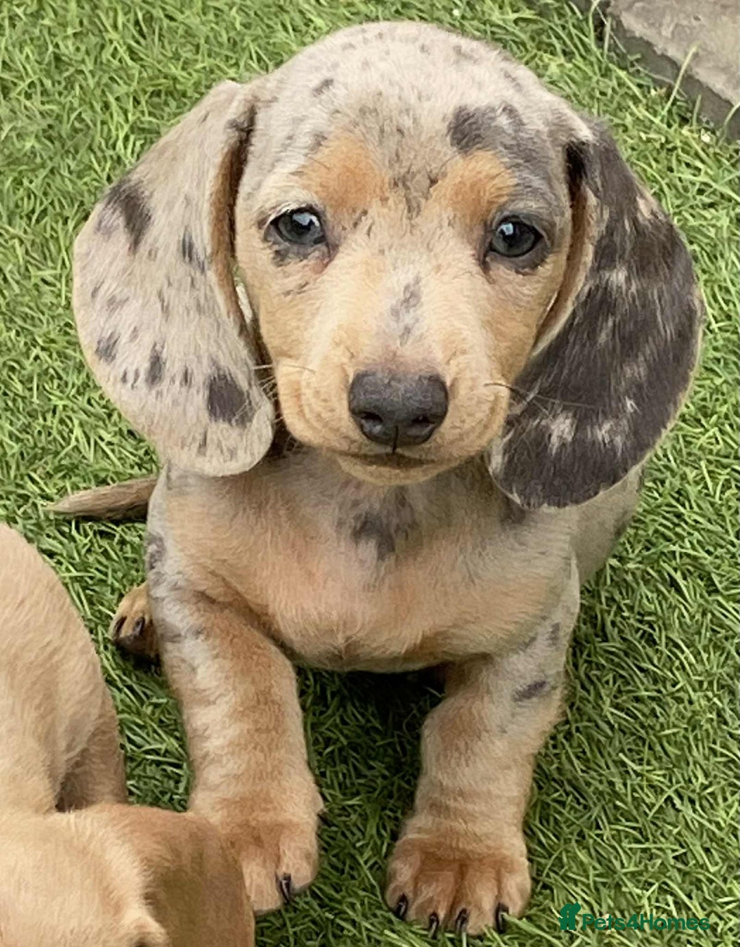 Dachshund dogs for sale: Miniature Dachshund  - Image 3