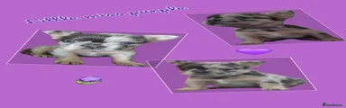 Miss purple