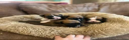 Boxer dogs for sale: Beautiful long and Bob tail kc reg puppies  - Advert 16