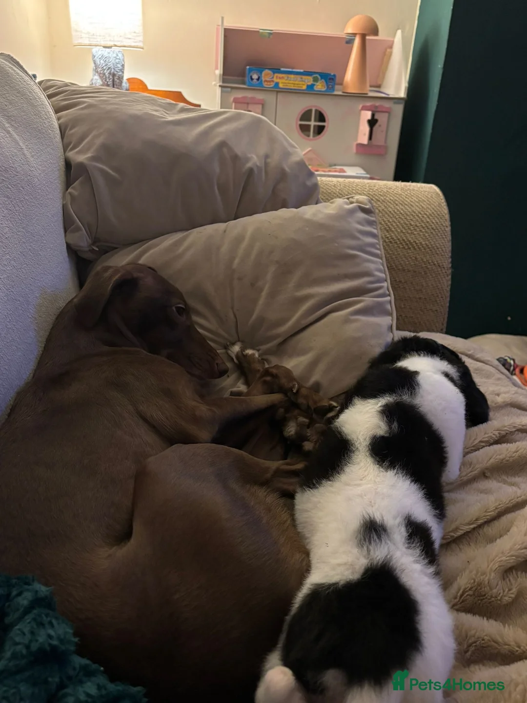 Mixed Breed dogs for sale: Whippet puppies  - Advert 3