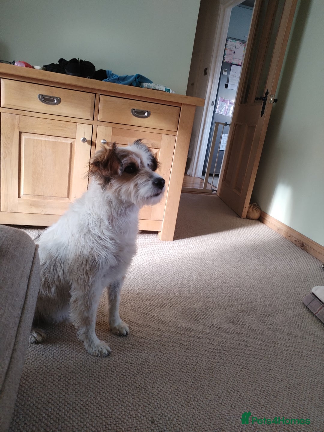 Mixed Breed dogs for sale: Romanian rommie rescue mixed breed rescue - Image 9
