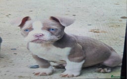 American Bully dogs for sale: Exotic American bully pups blood lines of bitcoin  - Image 21