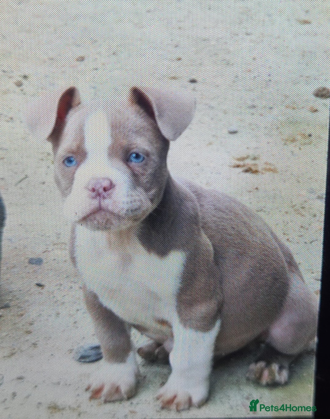 American Bully dogs for sale: Exotic American bully pups blood lines of bitcoin  - Image 21