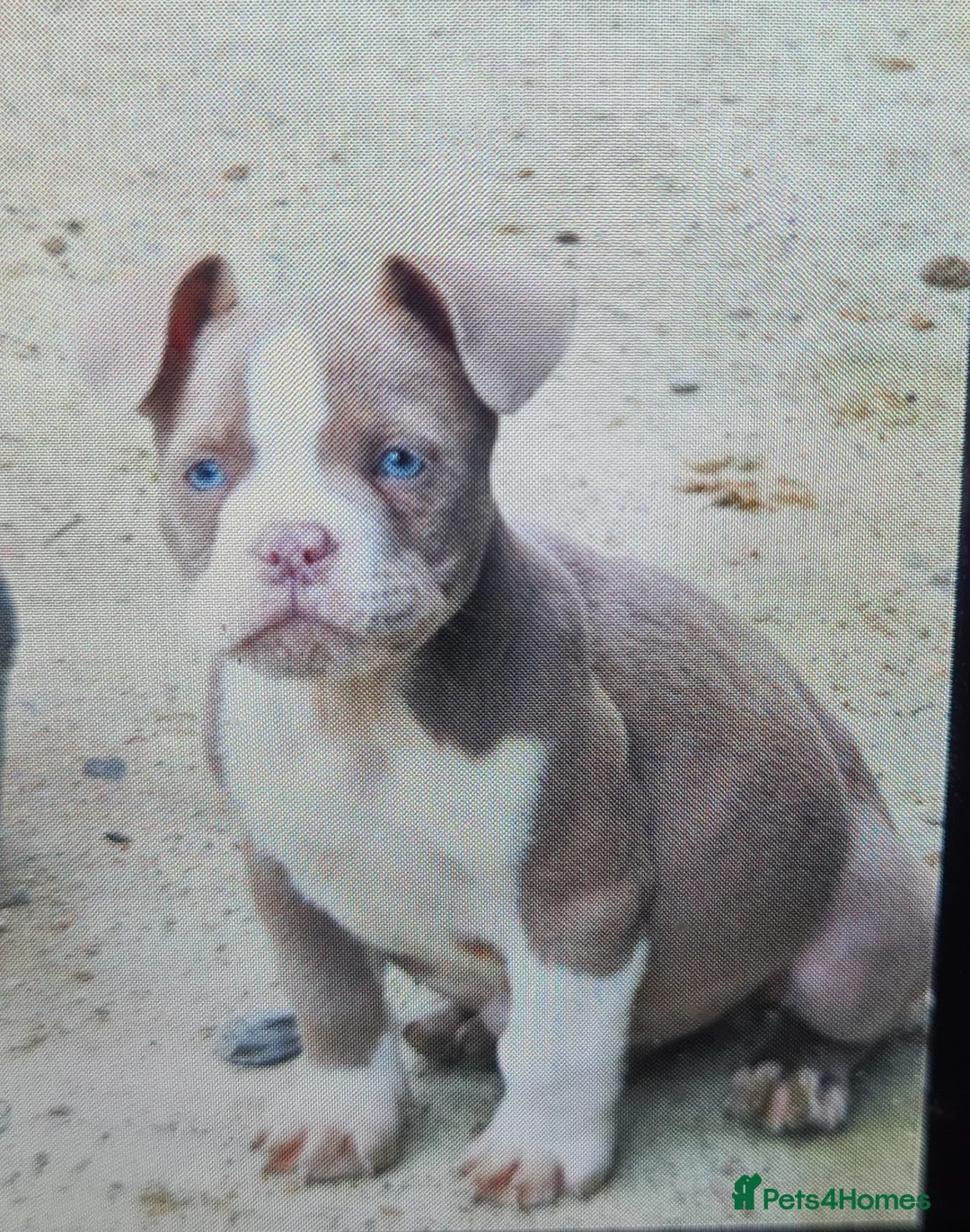 American Bully dogs for sale: Micro exotic American bullys bitcoin bloodlines - Advert 21