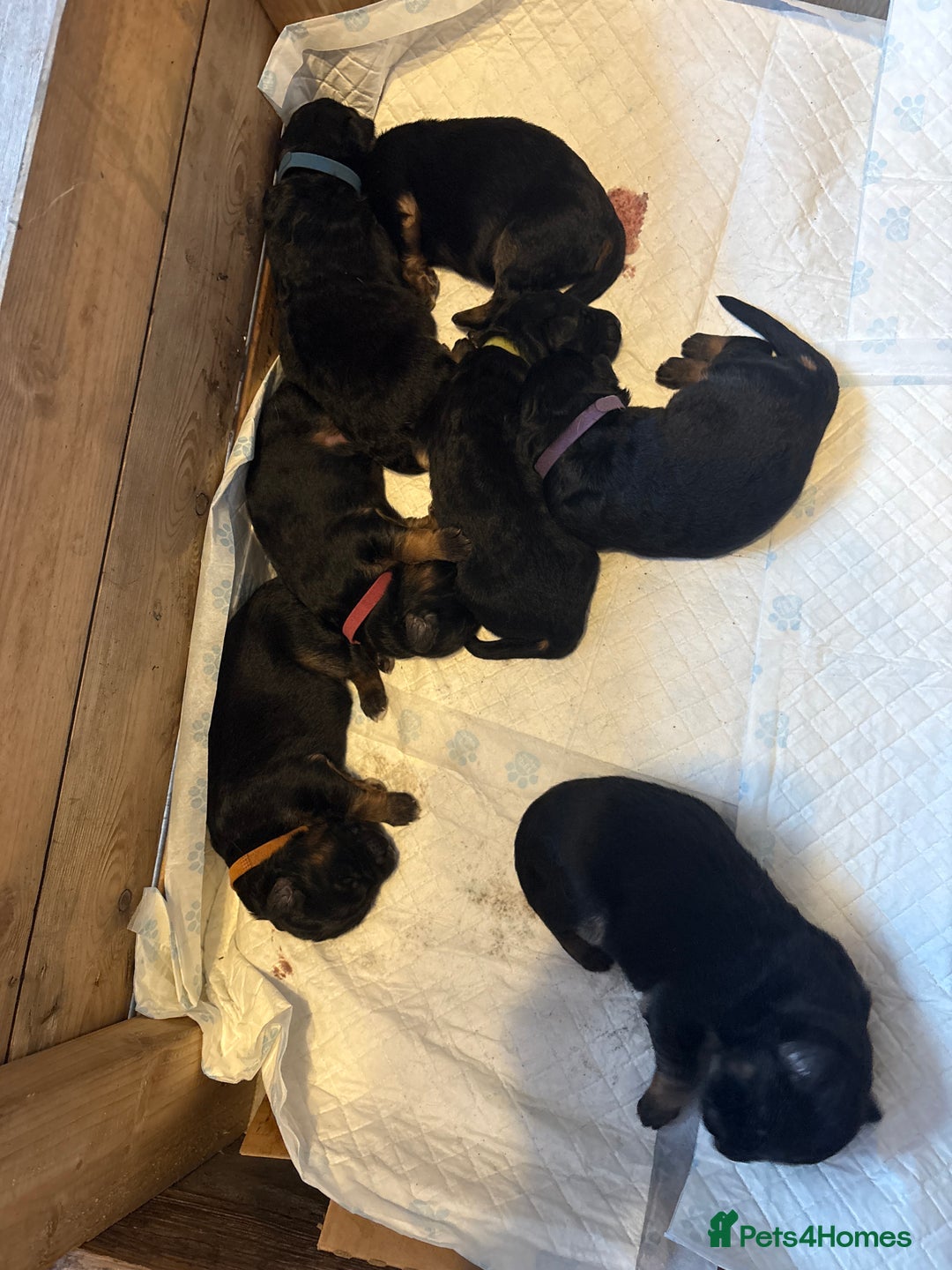 German Shepherd dogs for sale: KC registered long haired German Shepherd puppies - Advert 6
