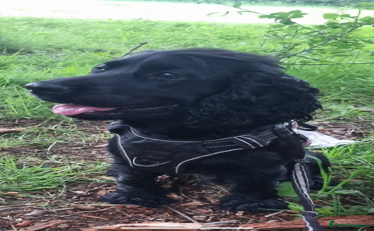 Cocker Spaniel dogs - Advert 1