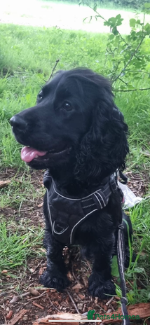 Cocker Spaniel dogs - Advert 1