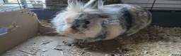 Mini Lion Lop rabbits for sale: 3 rabbits for sale £10 each PLEASE READ for info - Advert 3