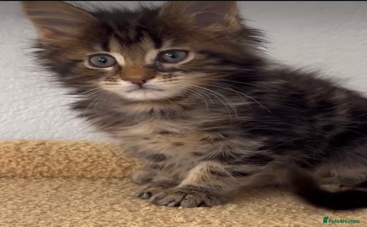 Mixed Breed cats - Advert 2