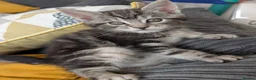 Maine Coon cats for sale: Beautiful litter of 3/4 main coon kittens  - Advert 8
