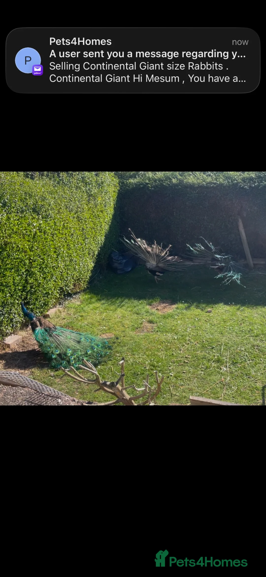 Pheasants poultry for sale: Peacocks for sale  - Advert 7