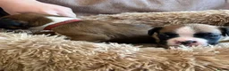 Boxer dogs for sale: Beautiful long and Bob tail kc reg puppies  - Advert 13