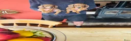 Dachshund dogs for sale: Stunning litter of dachshund pups  - Advert 6