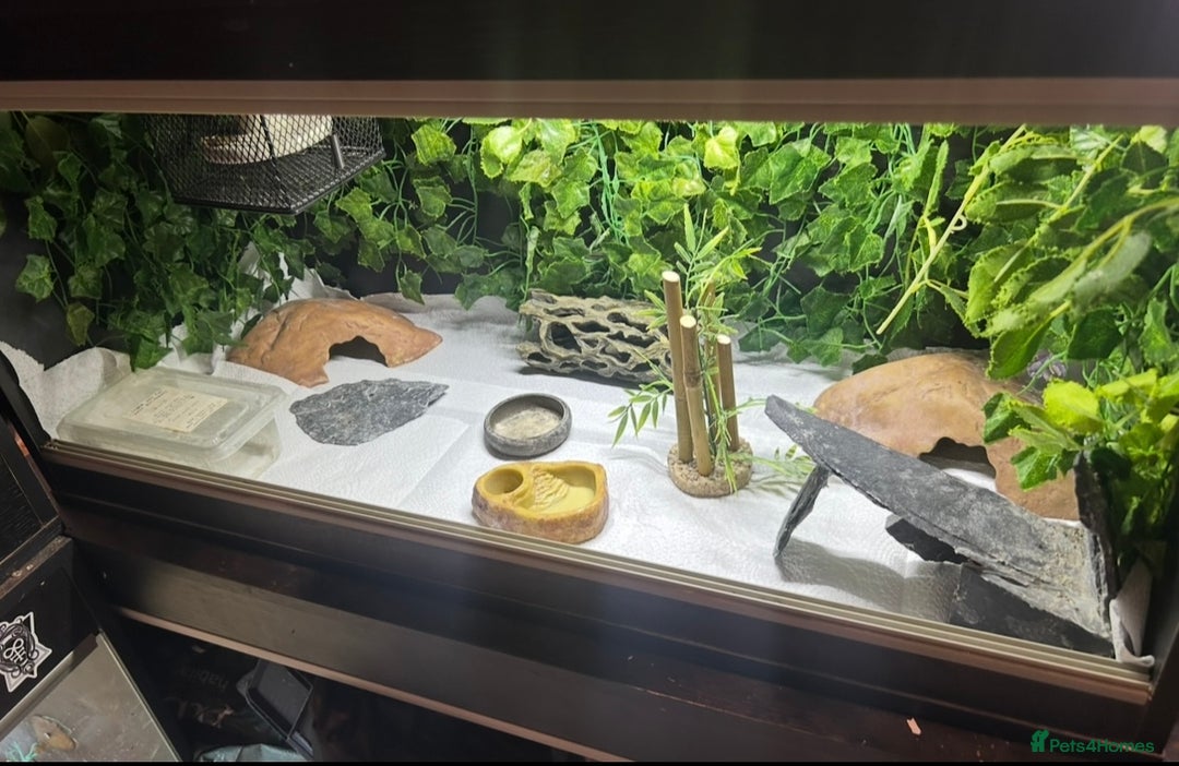 Leopard Gecko reptiles for sale: Mack snow leopard gecko with full vivarium  - Image 6