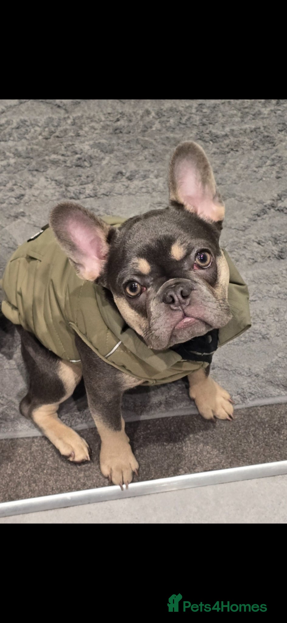 French Bulldog dogs for sale: Lilac and Tan Mini french bulldog  - Advert 5