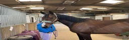 Other Breed horses for sale: 16.2 gelding  in Whitby - Advert 5