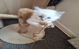 Ragdoll cats for sale: Beautiful gccf registered kittens - Image 5
