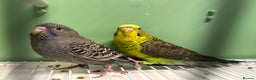 Budgerigars birds for sale: Black face and black wing pairs for sale - Advert 4