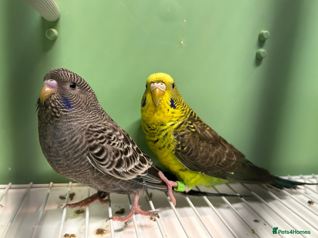 Budgerigars birds for sale: Black face and black wing pairs for sale - Advert 4