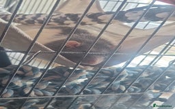 Rat rodents for sale: X2 male rats with cage  - Image 1