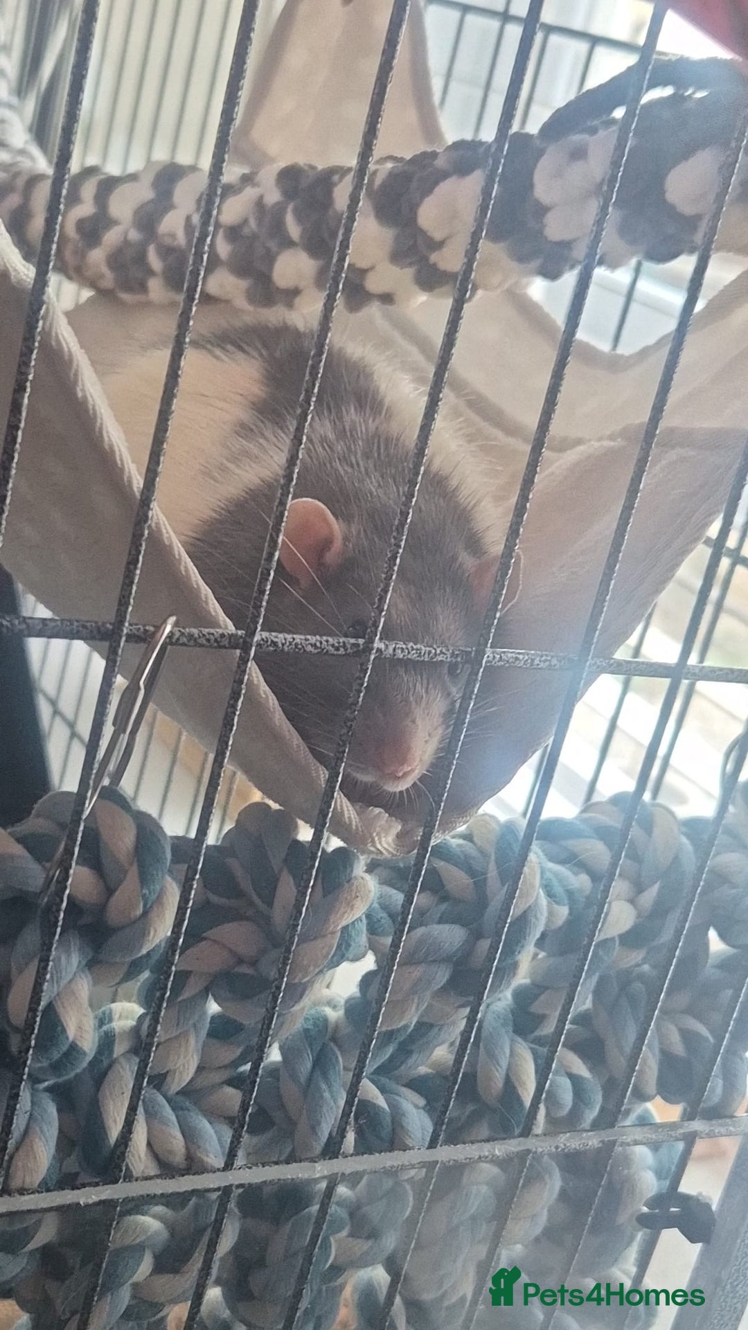 Rat rodents for sale: X2 male rats with cage  - Image 1