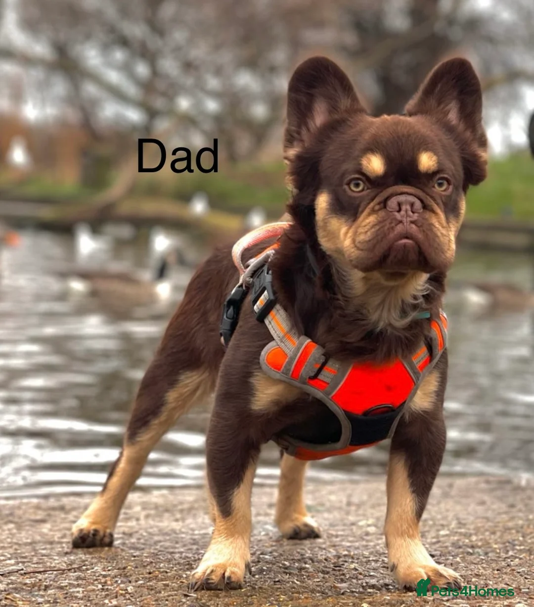 French Bulldog dogs for sale: Stunning Kc French Bulldog puppies  - Advert 8