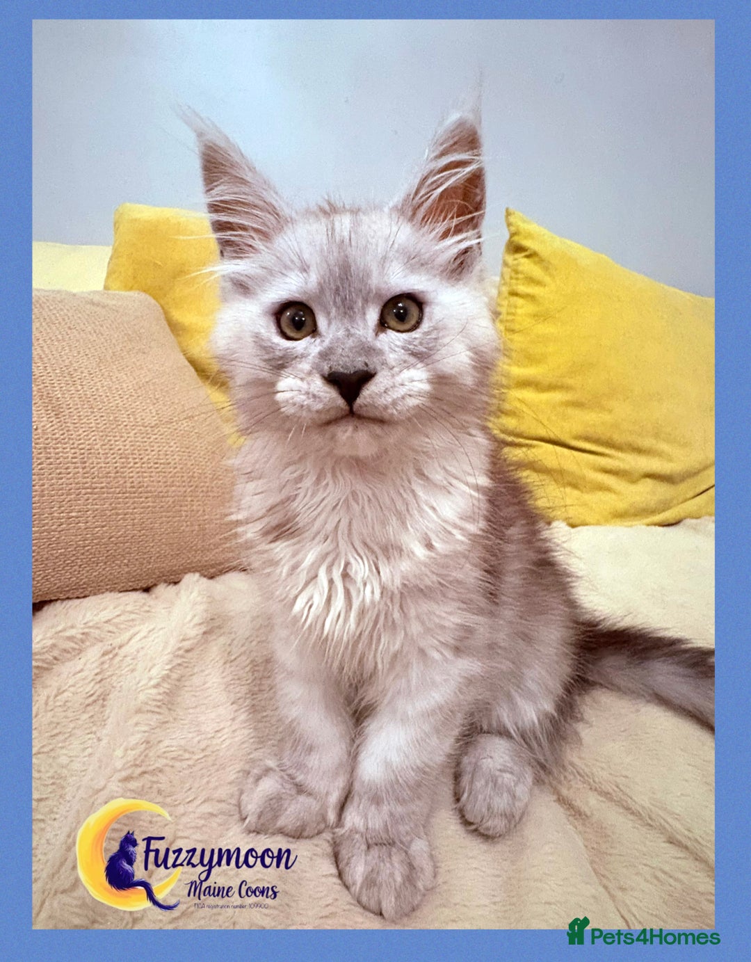 Maine Coon cats for sale: Gorgeous Shaded Pedigree Maine Coon Kittens - Advert 14