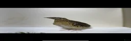 Quail poultry for sale: Quails 8+ weeks  in Stockport - Advert 14