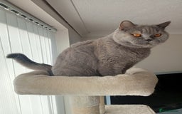 British Shorthair cats for sale: British blue shorthair 4yrs old  - Image 1