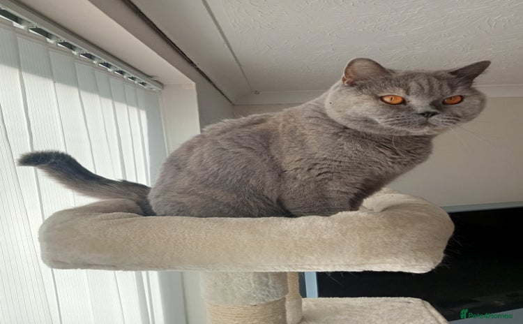 British Shorthair cats - Advert 9