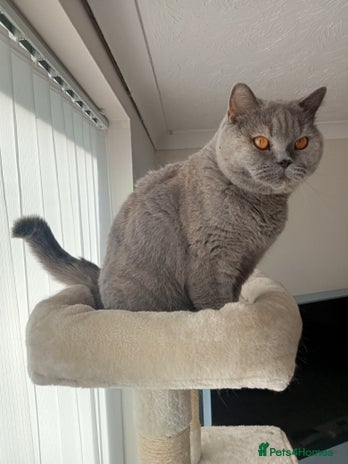 British Shorthair cats - Advert 9