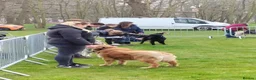 Golden Retriever dogs for sale: 🏆35*GEN RARE DARK SHOW LINE HEATH CERTIFICATED  - Advert 6