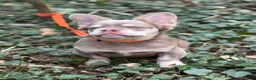 French Bulldog dogs for stud: MR COMPACTABULL  - Advert 18